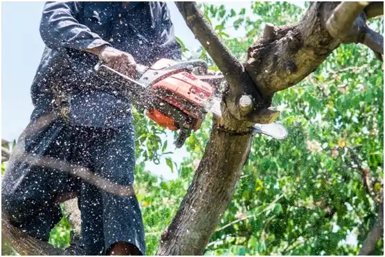 tree services Tega Cay